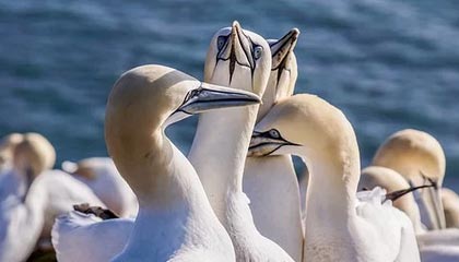 kaiyun-防守加强版的杜兰特？戴维斯三分7中6打服詹姆斯