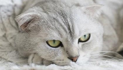 Kaiyun-受疫情影响亚少亚青或被取消 世少世青也将被取消